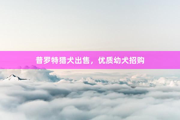 普罗特猎犬出售，优质幼犬招购